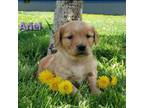 Golden Retriever Puppy for sale in Clare, MI, USA