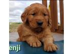 Golden Retriever Puppy for sale in Clare, MI, USA