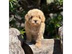 Miniature Labradoodle Puppy for sale in Clearwater, FL, USA