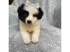 Miniature Australian Shepherd Puppy for sale in Fort Myers, FL, USA