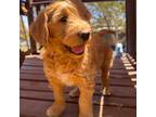 Goldendoodle Puppy for sale in Show Low, AZ, USA