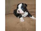 Boston Terrier Puppy for sale in Henderson, NV, USA