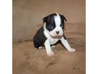 Boston Terrier Puppy for sale in Henderson, NV, USA