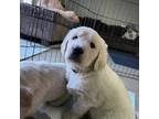 Golden Retriever Puppy for sale in Swanville, MN, USA