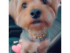 Yorkshire Terrier Puppy for sale in Lithonia, GA, USA