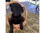 Labrador Retriever Puppy for sale in Summerfield, FL, USA