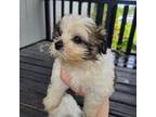 Shih-Poo Puppy for sale in Jacksonville, FL, USA