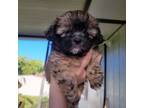 Shih-Poo Puppy for sale in Jacksonville, FL, USA