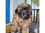 Shih-Poo Puppy for sale in Jacksonville, FL, USA