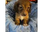 Dachshund Puppy for sale in King, NC, USA