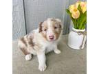 Australian Shepherd Puppy for sale in Longmont, CO, USA