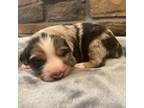 Australian Shepherd Puppy for sale in Longmont, CO, USA