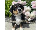 Australian Shepherd Puppy for sale in Longmont, CO, USA