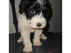 Mutt Puppy for sale in Morley, MI, USA