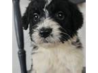 Mutt Puppy for sale in Morley, MI, USA