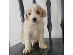 Mutt Puppy for sale in Morley, MI, USA
