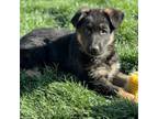 German Shepherd Dog Puppy for sale in Bakersfield, CA, USA