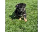 German Shepherd Dog Puppy for sale in Bakersfield, CA, USA