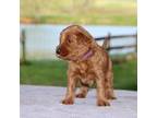 Miniature Labradoodle Puppy for sale in Myersville, MD, USA