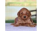 Miniature Labradoodle Puppy for sale in Myersville, MD, USA