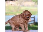 Miniature Labradoodle Puppy for sale in Myersville, MD, USA