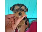 Yorkshire Terrier Puppy for sale in Bartlett, IL, USA