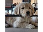 Golden Retriever Puppy for sale in Maricopa, AZ, USA