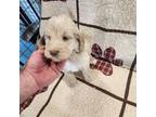 Goldendoodle Puppy for sale in Germantown, OH, USA
