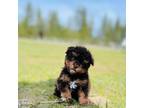 Poodle (Toy) Puppy for sale in Spokane, WA, USA