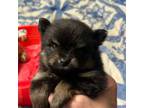 Pomeranian Puppy for sale in Fort Wayne, IN, USA