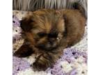 Shih Tzu Puppy for sale in Ponchatoula, LA, USA