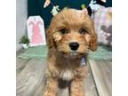 Cavapoo Puppy for sale in Anderson, MO, USA