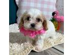 Cavapoo Puppy for sale in Anderson, MO, USA