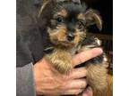 Yorkshire Terrier Puppy for sale in Marion, NC, USA
