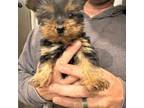 Yorkshire Terrier Puppy for sale in Marion, NC, USA