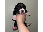 Great Dane Puppy for sale in Oliver Springs, TN, USA