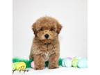 Poodle (Toy) Puppy for sale in Shipshewana, IN, USA