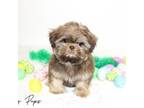 Shih Tzu Puppy for sale in Shipshewana, IN, USA