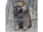 Pomeranian Puppy for sale in Hillsboro, MO, USA