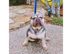 French Bulldog Puppy for sale in Mesquite, TX, USA