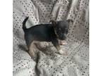 Chihuahua Puppy for sale in Laureldale, PA, USA