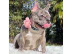 French Bulldog Puppy for sale in Southwest Ranches, FL, USA