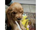 Golden Retriever Puppy for sale in Medford, OR, USA