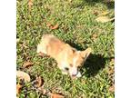 Pembroke Welsh Corgi Puppy for sale in Spring Hill, FL, USA