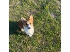 Pembroke Welsh Corgi Puppy for sale in Spring Hill, FL, USA