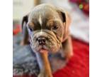 Bulldog Puppy for sale in Monroe, WA, USA