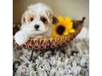 Maltipoo Puppy for sale in Crossville, TN, USA