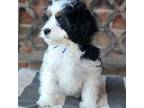 Cavapoo Puppy for sale in Oklahoma City, OK, USA