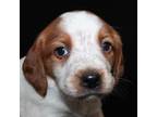 Brittany Puppy for sale in Westmoreland, TN, USA