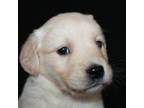 Golden Retriever Puppy for sale in Westmoreland, TN, USA